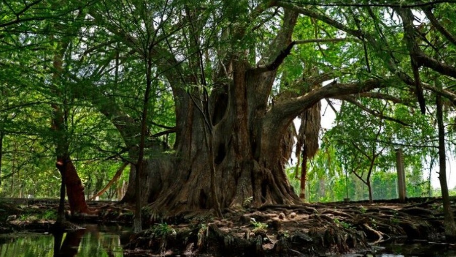 Árbol milenario en Querétaro