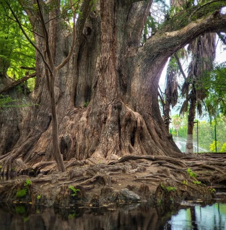 Árbol milenario gigante