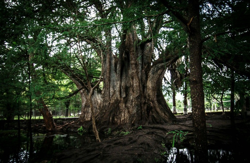 Árbol milenario sobre arroyo