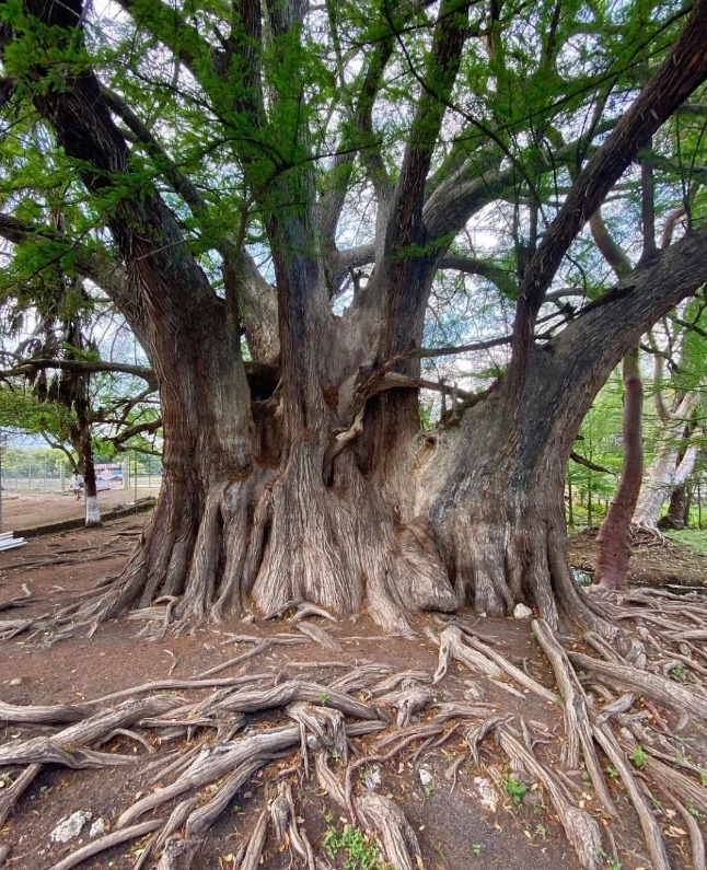 Árbol milenario en Querétaro, fotos